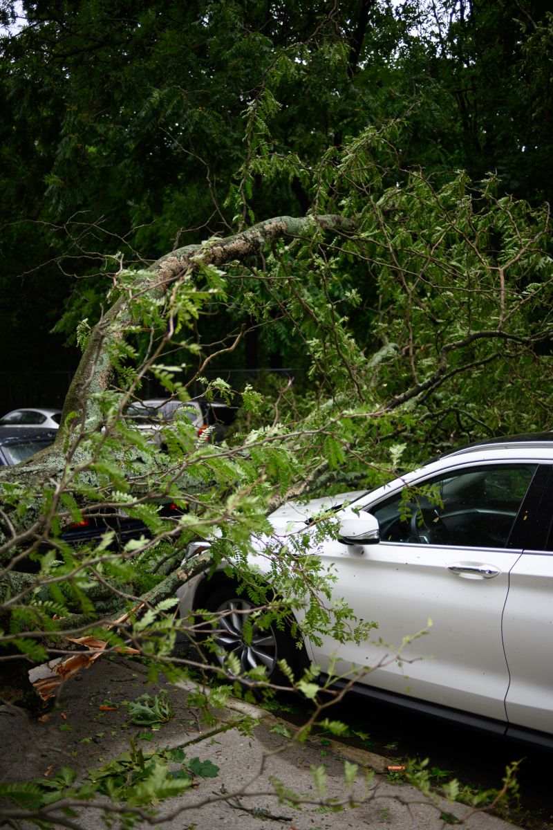 car under downed tree